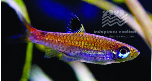 Rasbora Dorsiocellata